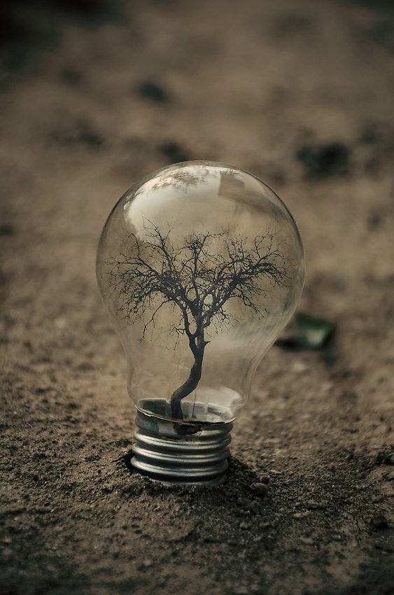 © Adrian Limani - New bulb has flourished